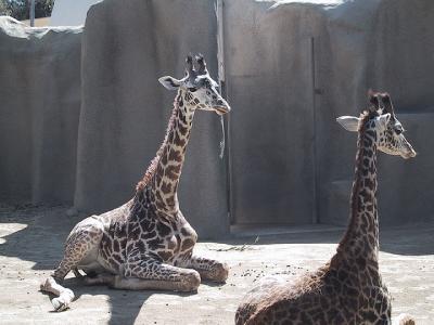 giraffewait.jpg