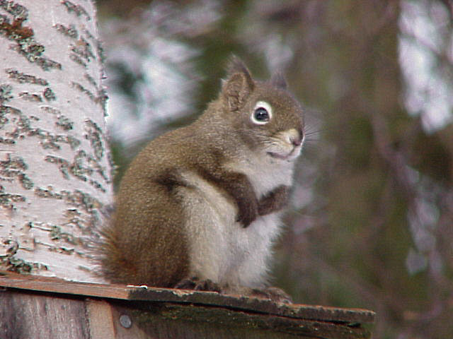 Our Naughty Little Squirrel