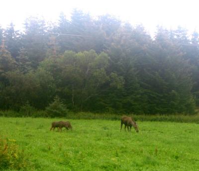 Grazing elks.jpg