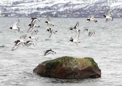 Tjeldflokk i flukt.jpg
