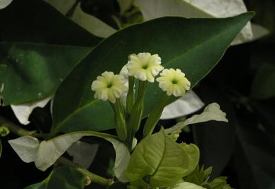 P1090405c.jpg