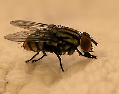 P1090423b.jpg