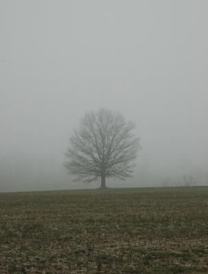 Fog whispers