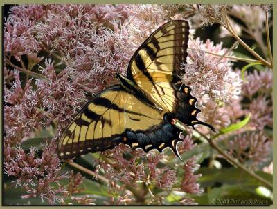 Swallowtail Butterflies~ WV  - 2003