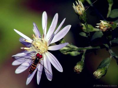 Syrphid Fly on Aster