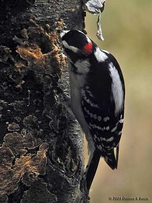 Busy Male Downy