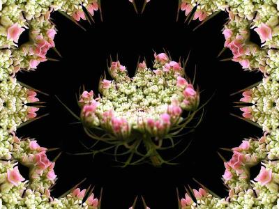 Queen Anne's Lace, Kaleidoscope Frame