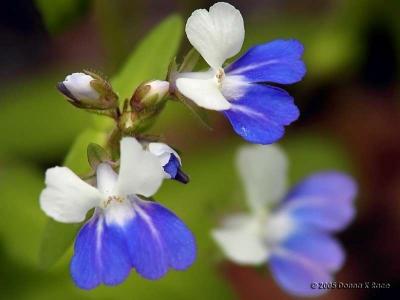 West Virginia Wildflowers ~  April 2005