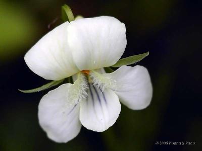 Canadian Violet