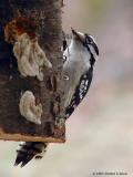 <b>Female Downy Woodpecker