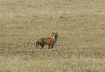 Fox in Field