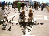 Huge number of domesticated pigeons on Piazza San Marco. They will accept food while on peoples arms, as here.