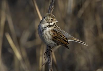 Reed Bunting (Emberiza shoeniclus)