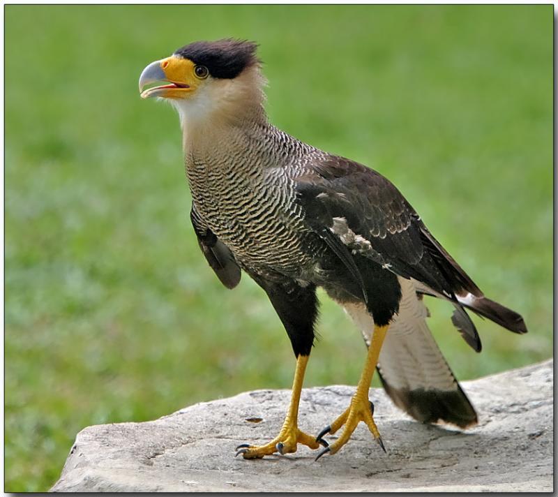 Northern Caracara