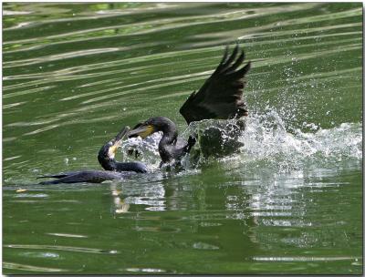 Cormorants - fighting over a frog