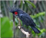 Palm Cockatoo