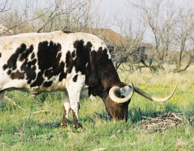 Longhorn