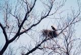 Red-Tailed Hawk 3