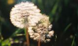 Backlit Puffballs