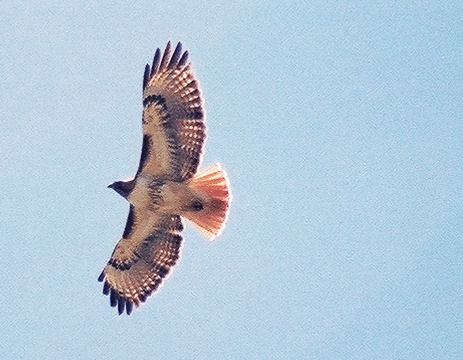 Red-Tailed Hawk