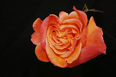 April 24, 2005Heart-Shaped Rose