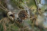 Pine Cones