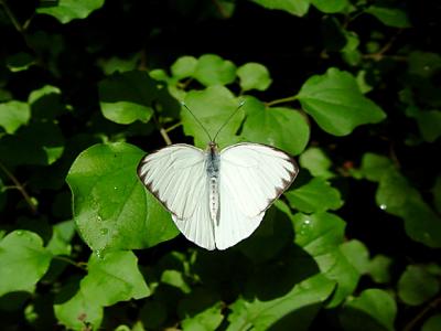 Great Southern White 02 lo.jpg