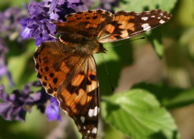 butterfly.JPG