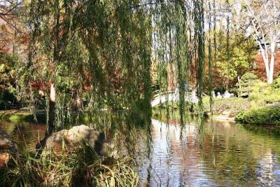 tree-water.JPG