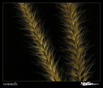 u13/dsouzl/medium/21677801.weeds.jpg