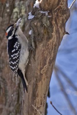 Harry Woodpecker