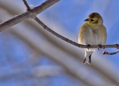 Yellow Finch