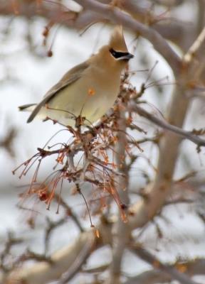 Cedar Waxwing.jpg