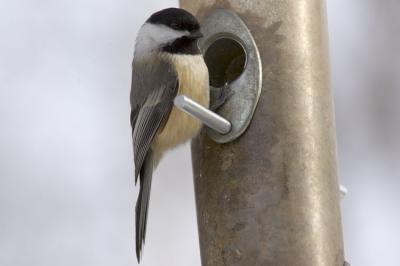 Chickadee