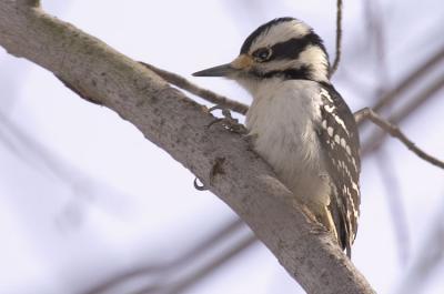 Downy Woodpecker