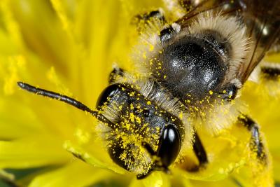 Bee on dandelion 3093 (V46)