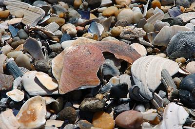 shells.jpg