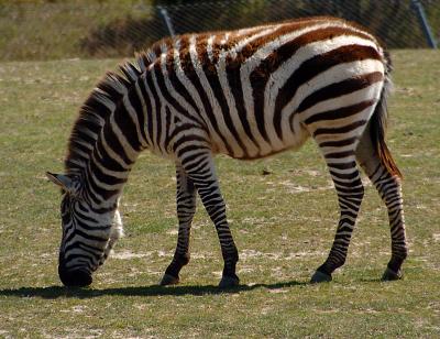 zebra1.jpg