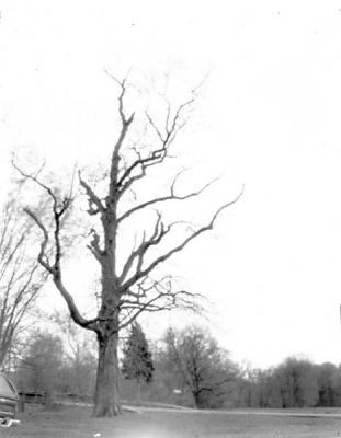 Tree At Groffs Mill Park