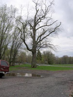 Tree - Groff's Mill Park