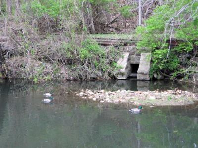 Lehigh Canal - Ducks