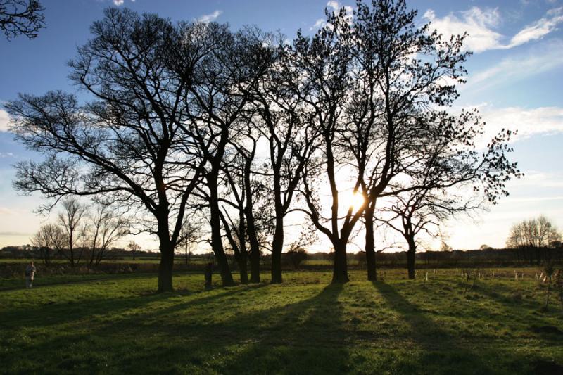 Trees a crowd