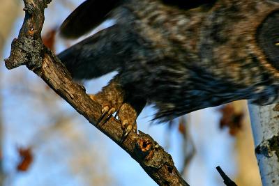 The usually unseen talons