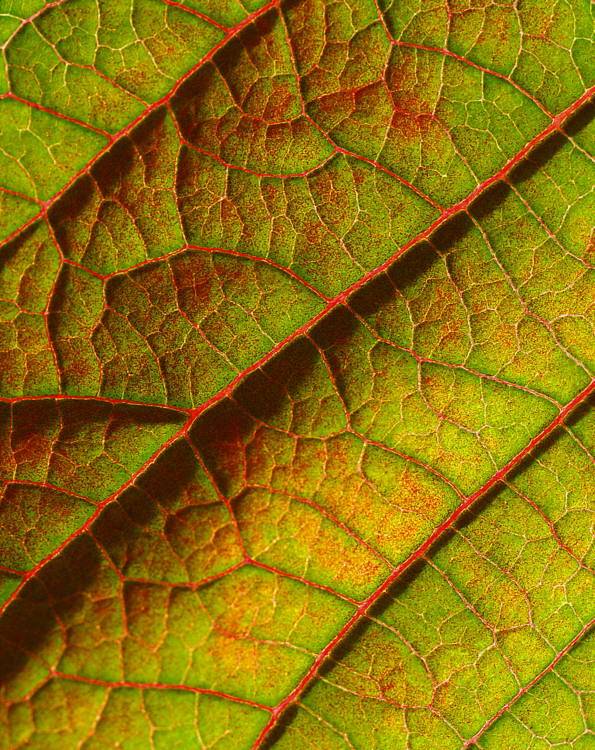 1/8/05 - Poinsettia Leaf