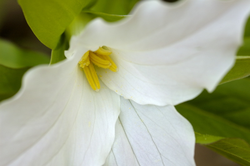 5/3/05 - Trillium