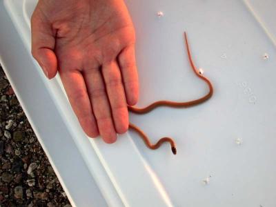 Plains Black-headed Snake