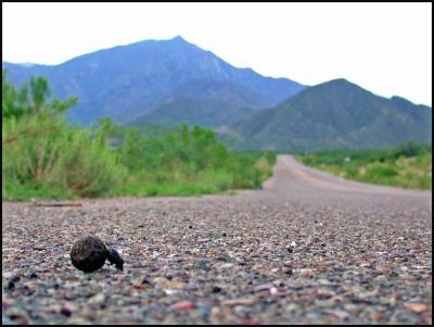 Dung Beetle Crossing Hopkins Road