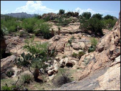 New Mexico Desertscape