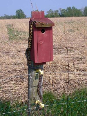 Eastern Fox Snake (Elaphe vulpina gloydi)...