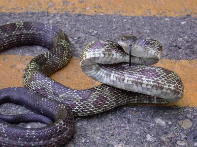 Black Rat Snake (Elaphe obselata)